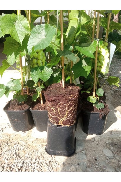 Обрезка виноградной лозы Лорано